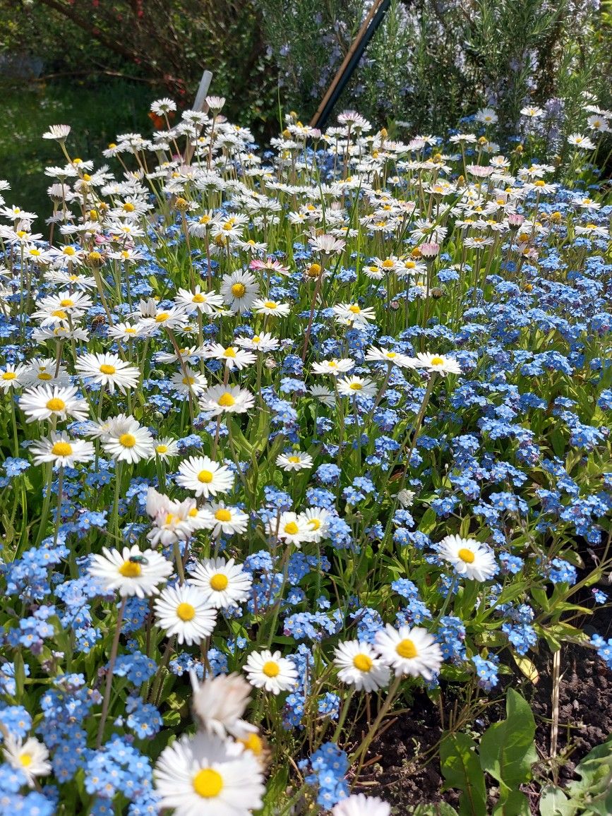 Daisy & Blue Blooms