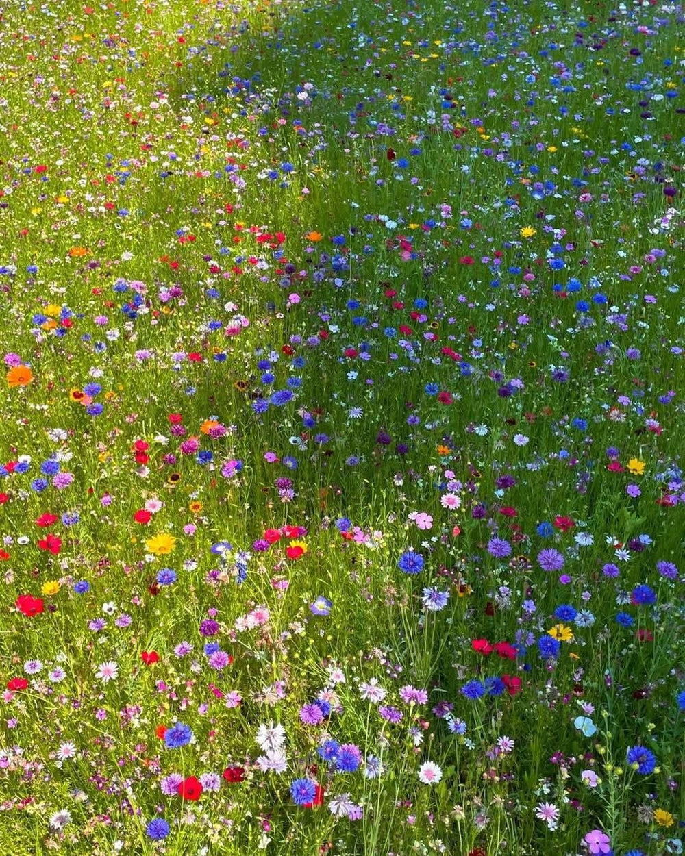 Wildflower Meadow